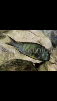 Tropheus Muzimu Green F1