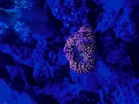 Marine corals and fish for sale
