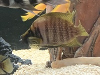 Frontosa Blue Zaire inches Kitumba and Moba leleupi - Lemon Cichlid and Gold Head Compressicep