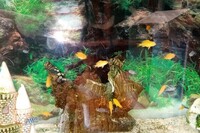 For sale yellow labs and demasoni, Trewavas Red finned