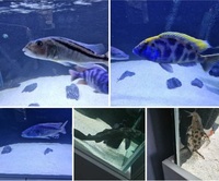 Malawi/predator haps/african cichlids/fish