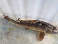 5 x 14-16inch koi for sale