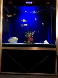 Premium Aquarium For Sale