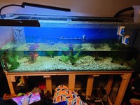 4 Foot Rectangular Fish tank