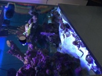 Reef aquarium 100 gallon marine aquarium plus 20 gallon sump