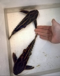 Rare catfish- Megalodoras uranoscopus/irwini, jaguar catfish, plus other species