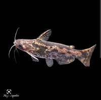 Rare catfish- Megalodoras uranoscopus/irwini, jaguar catfish, plus other species
