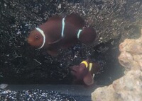 Maroon Clownfish Pair For Sale