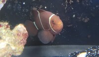 Maroon Clownfish Pair For Sale
