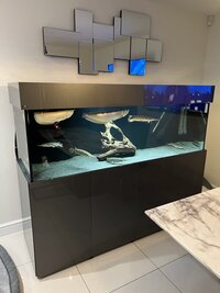 Complete setup ND Aquatics 6x2x2 fish tank and cabinet high gloss grey