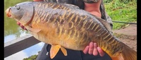 Tropical fish, predatory and carp rehoming and collection services