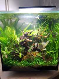 Low Tech Planted Tanks, Plus Livestock, Stand and Accessories