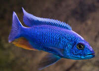 Scianochromis Fryeri . XL Premium . Fully grown males, superb electric blue colours.