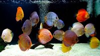 SOME NICE DISCUS FOR SALE