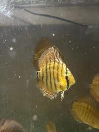 Free discus fish, babies and adults