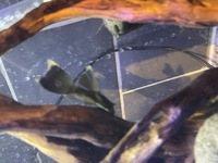 Longfin Green Dragon Bristlenose Ancistrus Catfish 1-2”