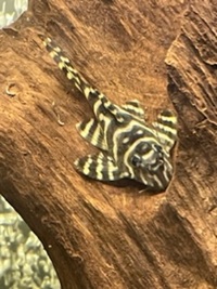 Leopard Frog Plecs