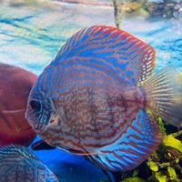 SOLD PENDING COLLECTION 6x 5inch quality discus for sale (collection only North Nottingham)