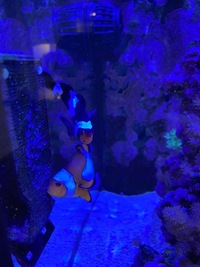 Clownfish Breading Pair