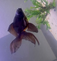 Goldfish for sale-offers-black Moore