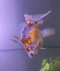 Goldfish for sale-offers-calico fantail