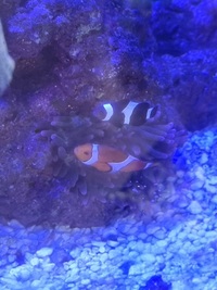 Black and white clown fish