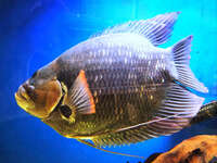 13inch Red Fin Giant Gourami. SOLD