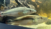 Pike Cichlids x2 for sale 8inches
