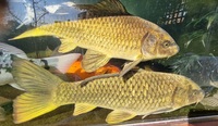 Ghost koi carp, common carp, mirror carp large fish
