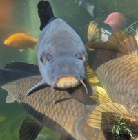 Ghost koi carp, common carp, mirror carp large fish