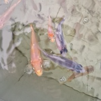 Young koi carp, ghost koi, common carp