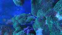 Various corals for sale from my tank