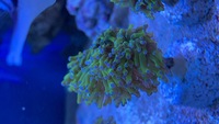 Frogspawn coral frags/colonies in West London