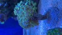 Frogspawn coral frags/colonies in West London