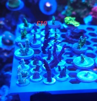 Zoas lps and sps frags derby