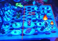 Zoas lps and sps frags derby