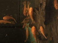 Home bred super red bristlenose.pair for £10