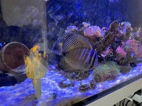 XL Sailfin tang and trigger fish swaps or best offer