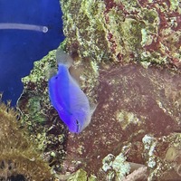 X3 electric blue damsels for sale