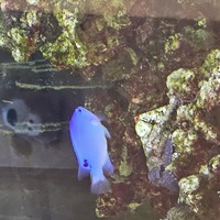 X3 electric blue damsels for sale