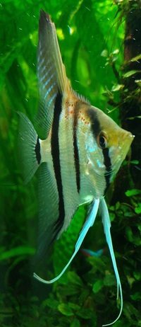 Angel Fish, Peruvian Altum Angel Fish Breeding Pair high grade   SOLD  