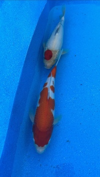 Japanese Koi collection (SEE DETAILS)