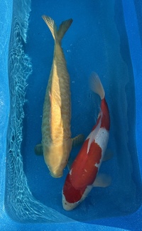 Japanese Koi collection (SEE DETAILS)