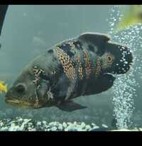 Wild Bumblebee Oscar Fish - 1 Year Old Cichlid - Roughly 7 inches