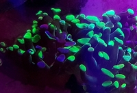STUNNING:Torches, Hammers ,frogspawn euphyllia.