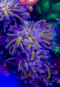 STUNNING:Torches, Hammers ,frogspawn euphyllia.