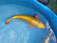 Large Koi for sale 8 inches to 20 inches Jumbo Bloodline