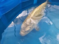Large Koi for sale 8 inches to 20 inches Jumbo Bloodline