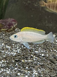 Pair of Neolamprologus Caudopunctatus - £5 for two - SOLD