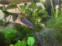 Apistogramma trifasciata fry for sale in Newcastle, £4 each or 6 for £20